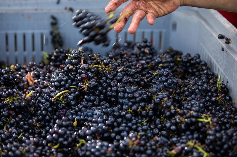 Château de Chamilly Pinot Noir