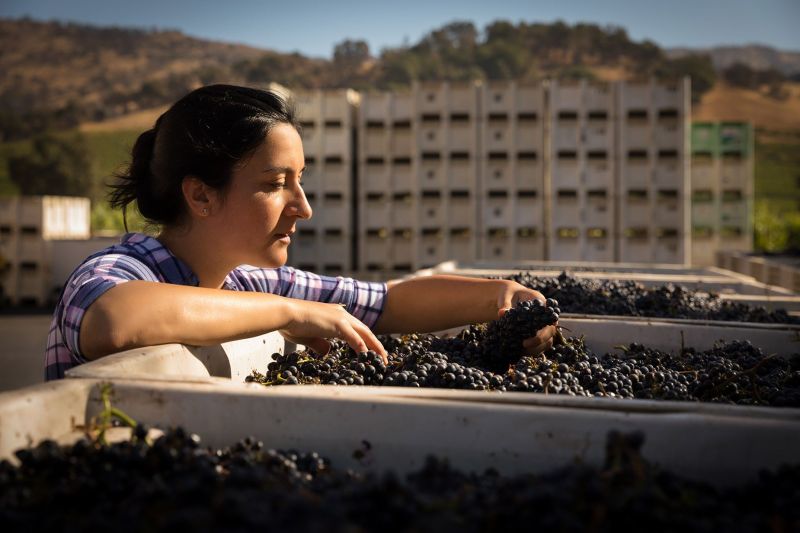 Clos du Val Harvest. Grapes sorting process and Quilty Control