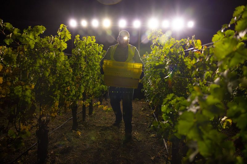 Stags Leap Vintners Association Harvest