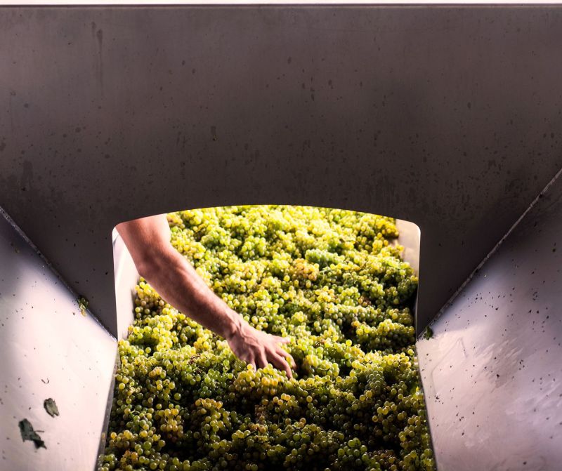 Sauvignon Grapes Sorting. Vie di Romans Winery. Friuli. Italy