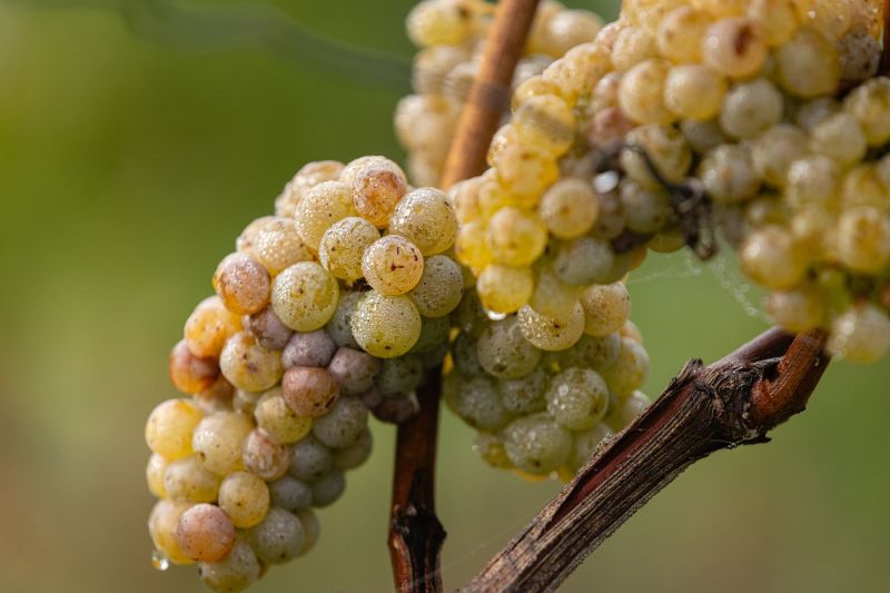 Alice Hartmann Riesling Grape