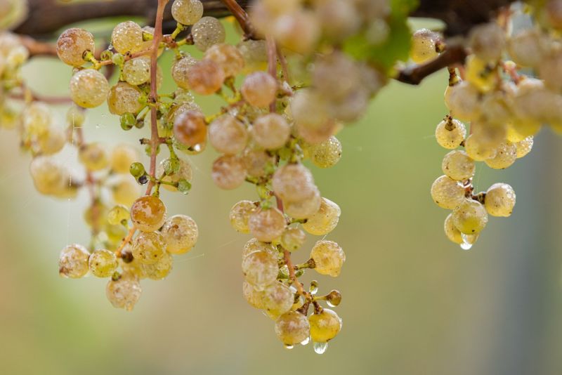 Riesling Grapes Luxembourg Mosel Vineyard