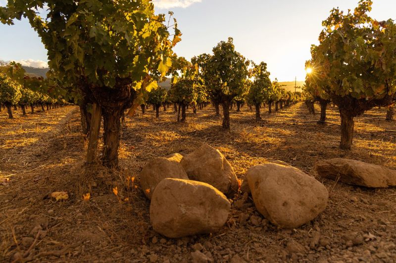 Eisele Vineyard Terroir and Soil