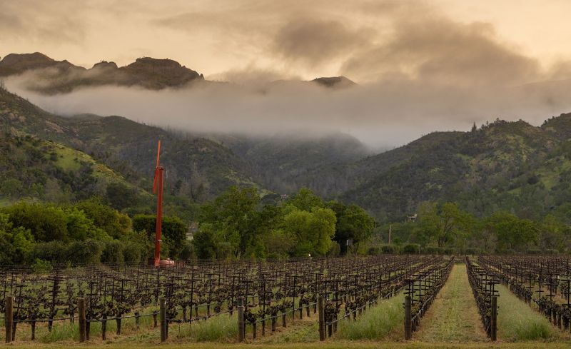 Eisele Vineyard Fog in Spring