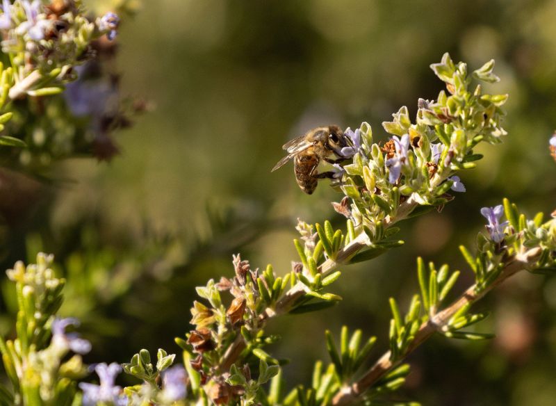 Eisele Vineyard Bee