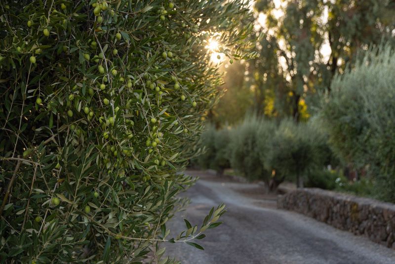 Eisele Vineyard Olive Trees