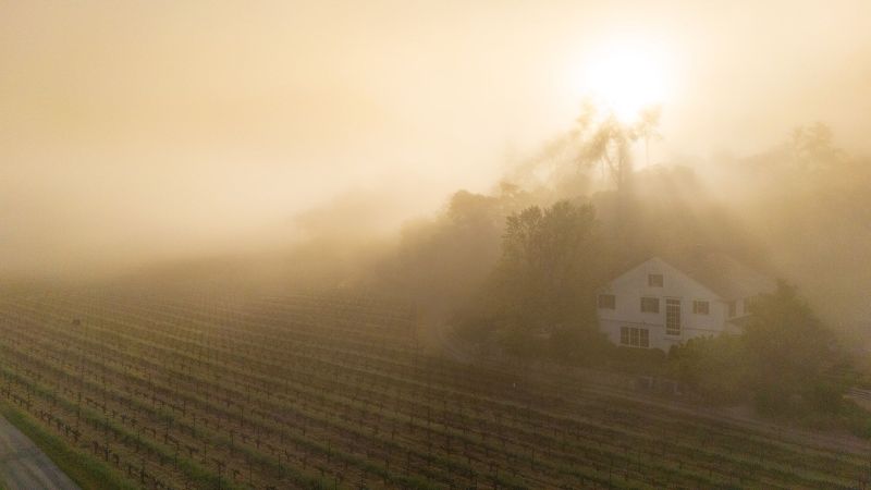 Eisele Vineyards Fog at Sunrise
