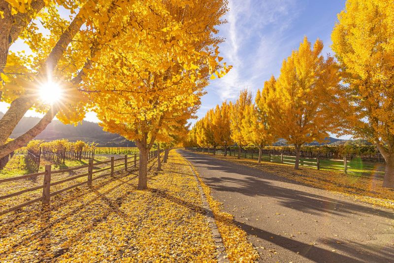 Far Niente Ginkgo Trees in Napa Valley during the fall season