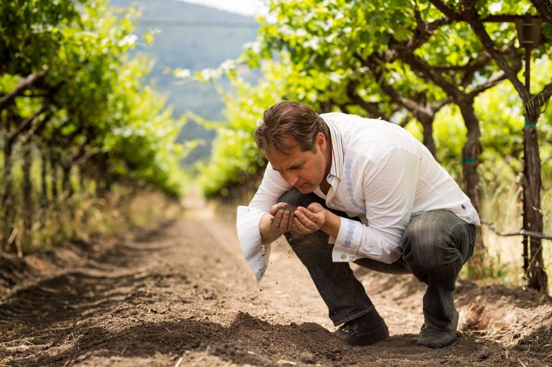 Grgich Hills Winemaker in the Vineyards