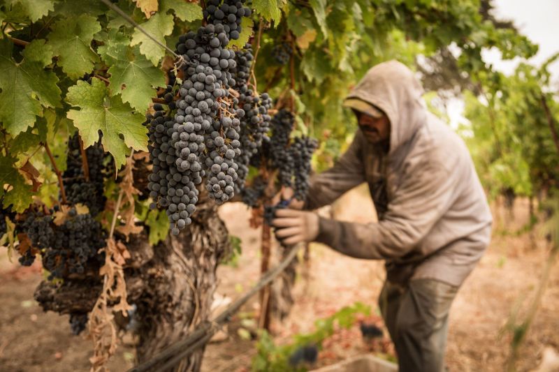 Grgich Hills Harvest Season