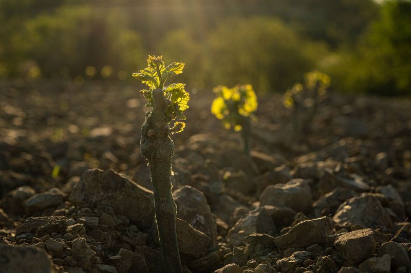 Ribolla Gialla vines planted for Lis Neris