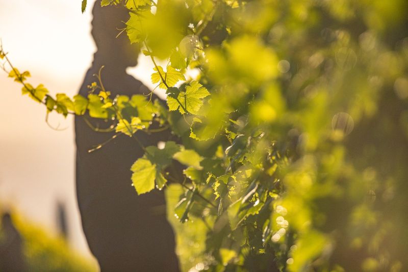 Lis Neris Vineyards, Italy