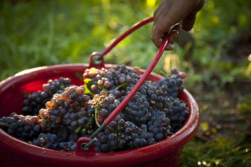 Pinot Grigio in Buckets. Friuli Harvest.