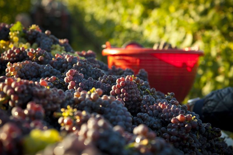 Pinot Grigio Harvest in Friuli. Italy