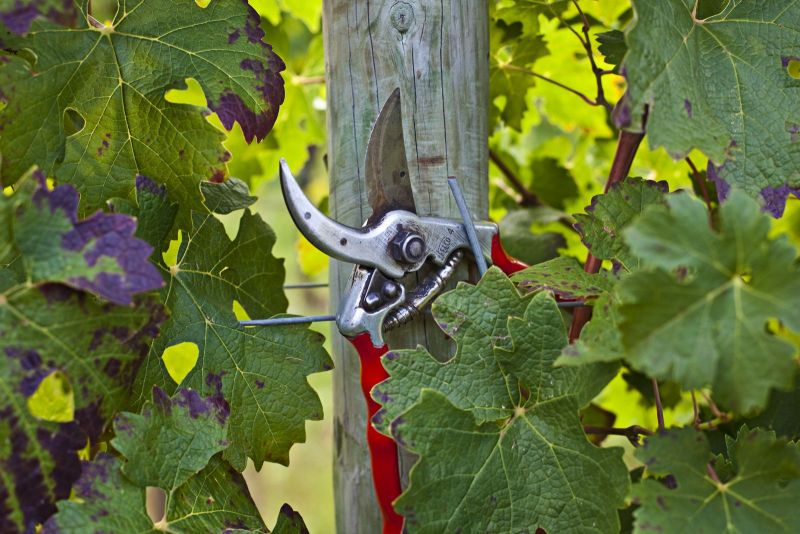 Harvest - Scissors on Vine. Lis Neris Winery. Friuli