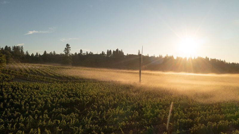 Outpost Winery Vineyards