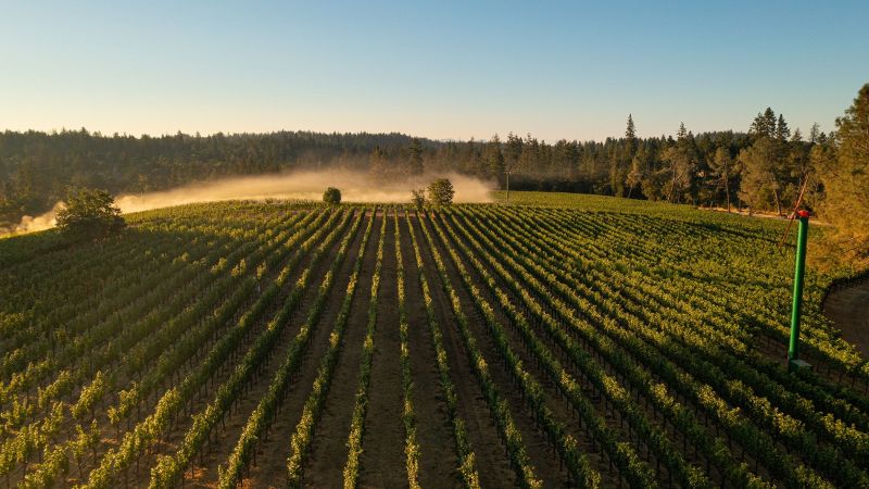 Outpost Winery Vineyards