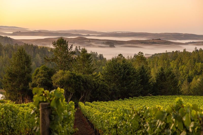 Platt Vineyard, Sonoma Coast