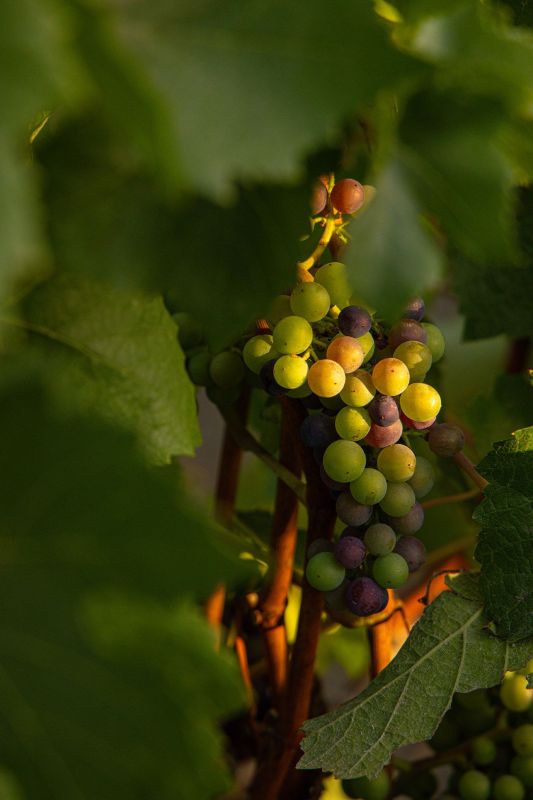 Platt Vineyard Veraison