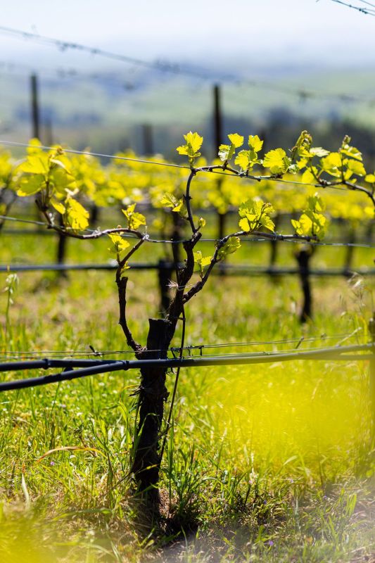Platt Vineyard Vineyards in April