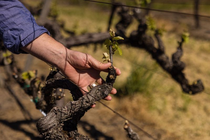 Saintsbury Vineyards in Spring Season