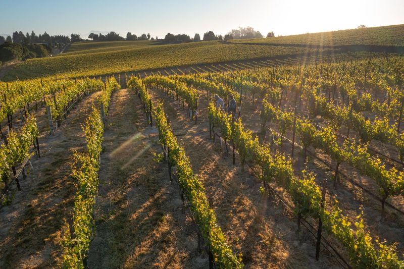 Saintsbury Vineyards
