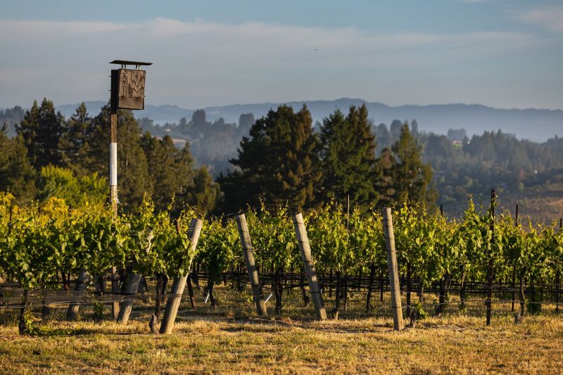 Saintsbury Vineyard