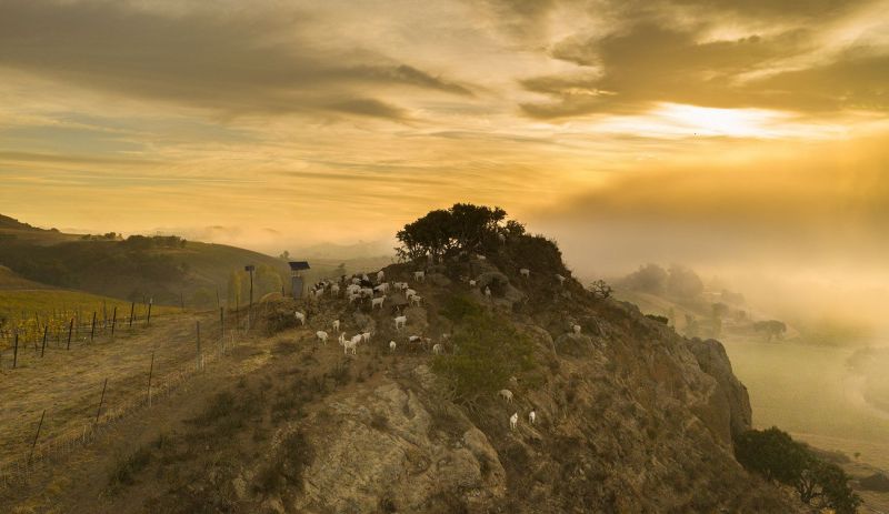 Sea Smoke Winery Terroir. Goats on the hill