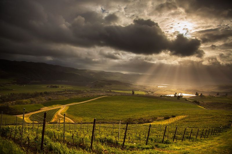 Seasmoke Vineyards with Fog