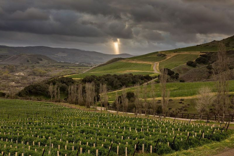 Sea Smoke Vineyards