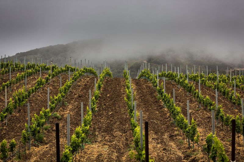 Seasmoke_Vineyard Santa Rita Hills